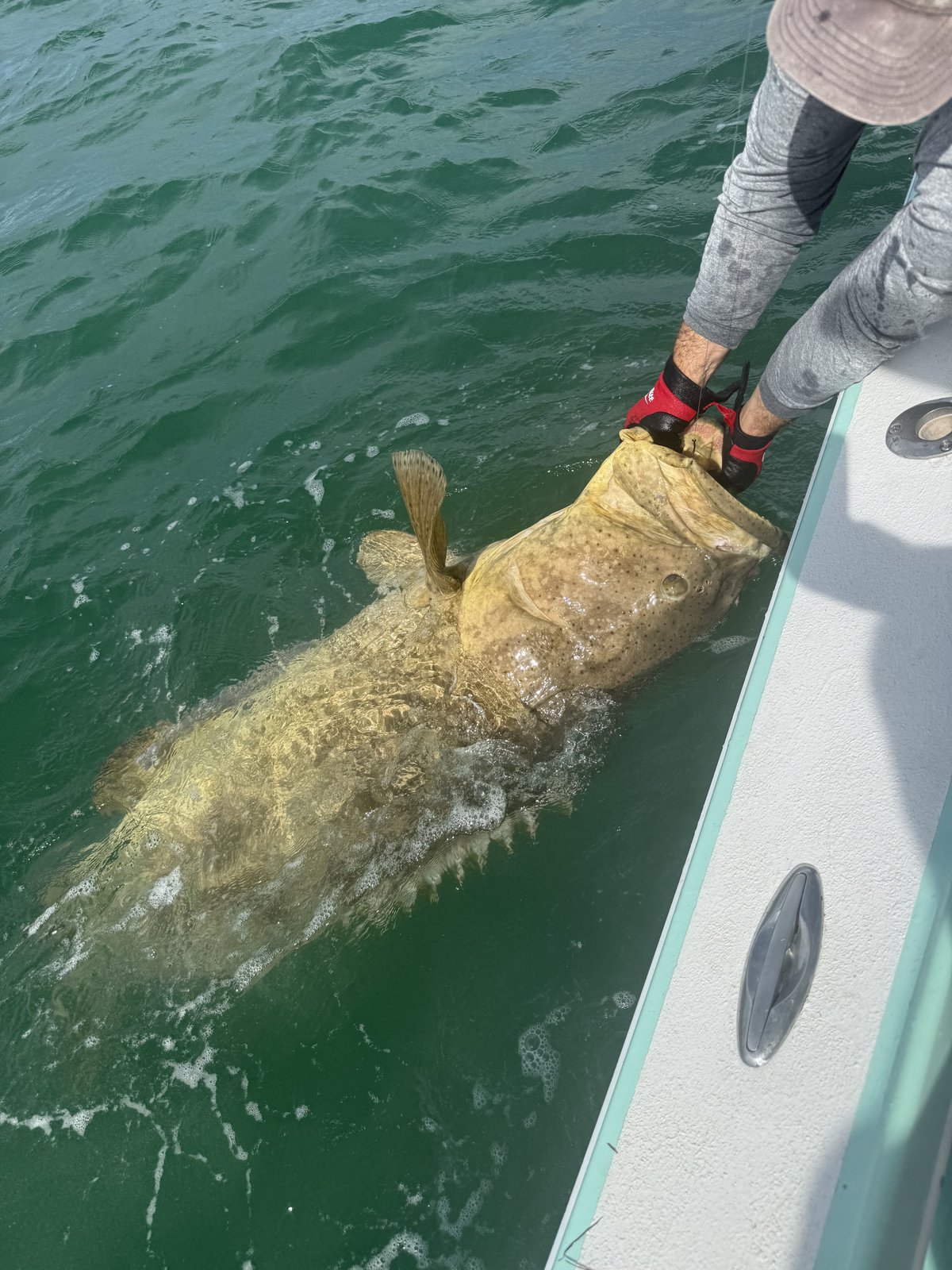 A goliath grouper brought over the gunwale on a nearshore Gulf charter